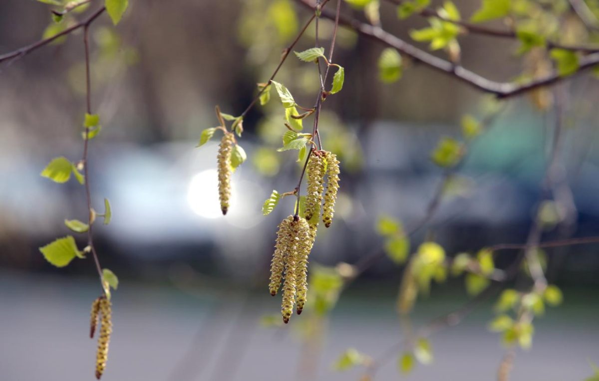 Нижегородцам скоро будет доступна вакцина от аллергии на пыльцу берёзы